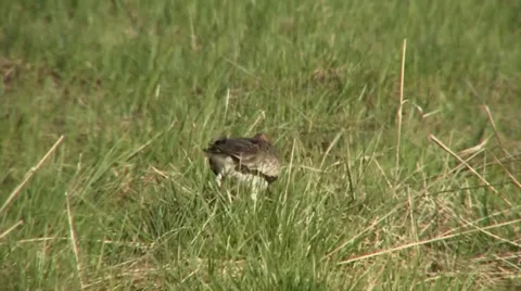 Black-tailed godwit 9 Stock Footage 18183632