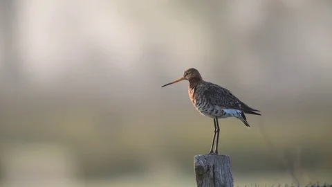 Black tailed godwit is calling Stock Footage 75929821