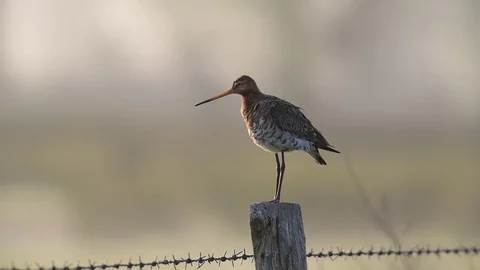 Black tailed godwit on the fence post Stock Footage 76984663