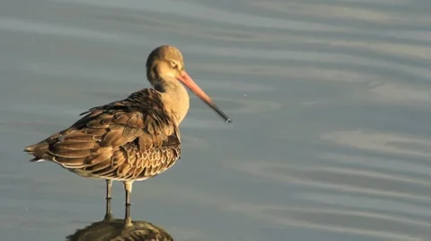 Black-tailed godwit Stock Footage 8664169