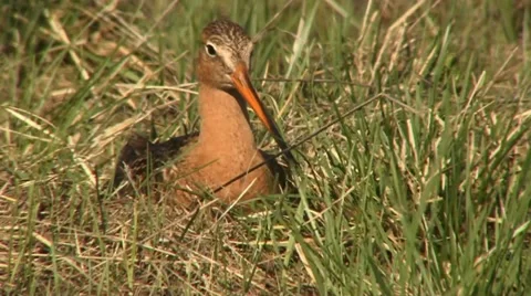 Black-tailed godwit Stock Footage 18183616