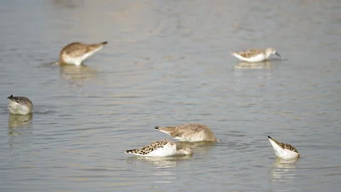 Black-tailed Godwit Foraging in Shallow Wetland Water, Gujarat, India Stock Footage 340123009