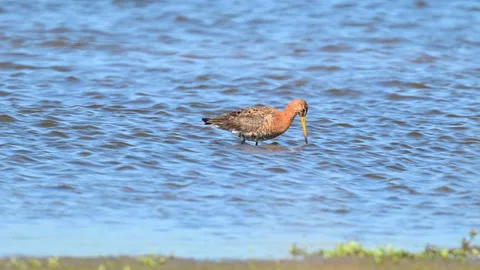 Black-tailed Godwit foraging in water Stock Footage 342797468