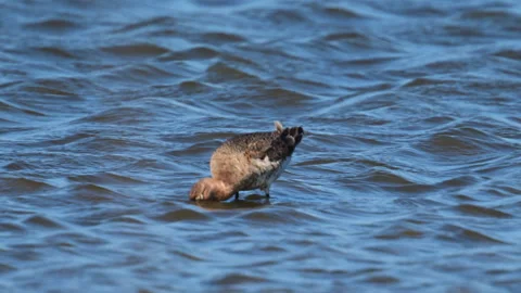 Black-tailed Godwit foraging in water Stock Footage 342797740