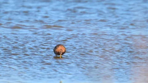 Black-tailed Godwit foraging in water Stock Footage 342797863