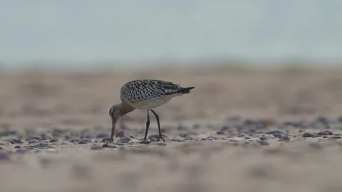 Black-tailed Godwit, Limosa limosa Stock Footage 249852826