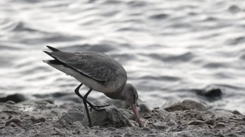 Black Tailed Godwit at Martin Mere in Burscough Lancashire Vidéo 296186845
