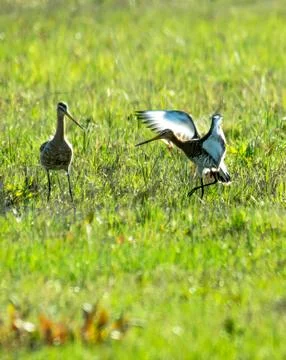 Black-tailed godwit Stock Photos