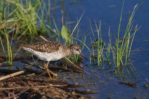 Black tailed godwit Stock Photos