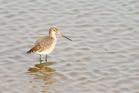 Black tailed Godwit 스톡 사진