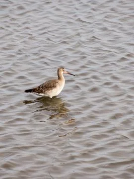 Black tailed Godwit Stock Photos