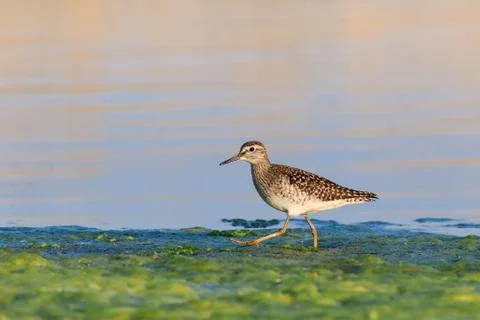 Black tailed godwit Stock Photos