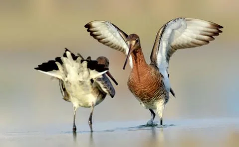 Black-tailed godwit Foto stock