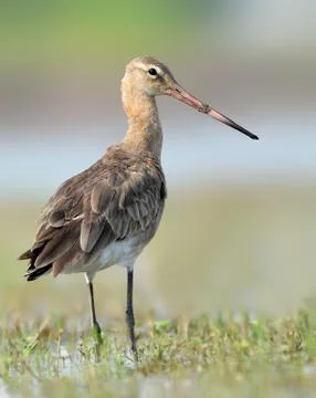 Black-Tailed Godwit Stock Photos