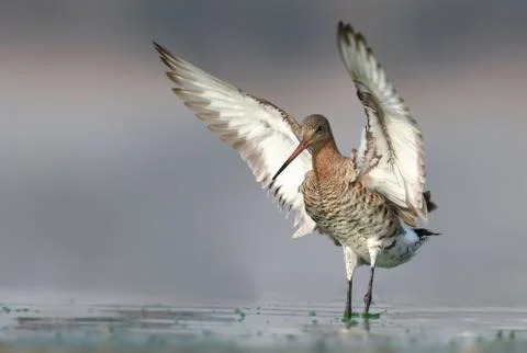 Black-Tailed Godwit Foto stock