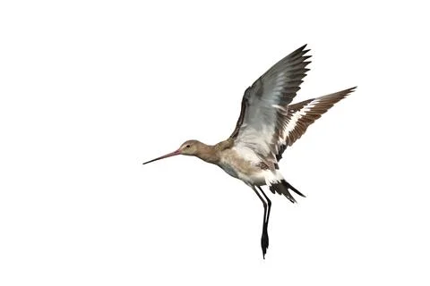 Black-tailed godwit Stock Photos