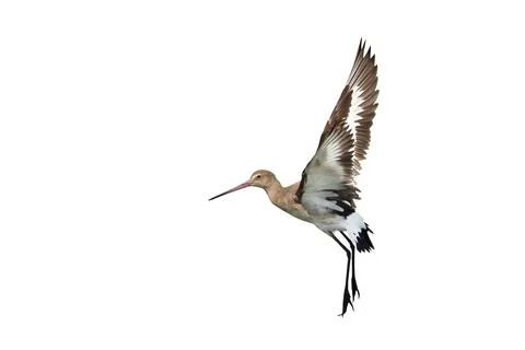 Black-tailed godwit Stock Photos