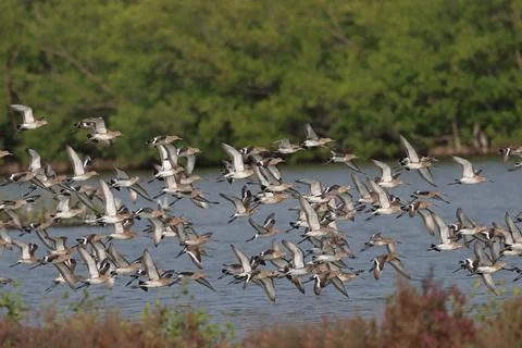 Black-tailed godwit Stock Photos