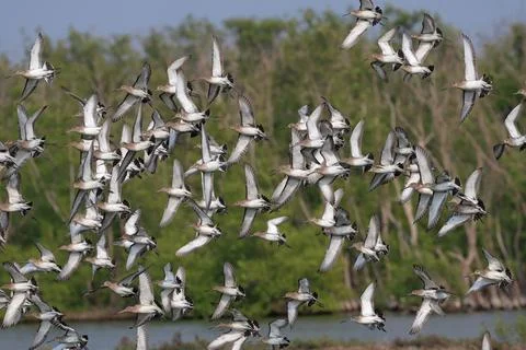 Black-tailed godwit Stock Photos