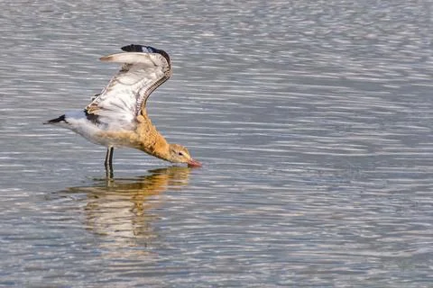 Black tailed godwit Stock Photos