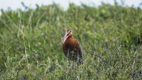 Black-Tailed Godwit Standing in Grassy Icelandic Field Calling Out Stock Footage 339808604