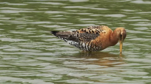Black- Tailed Godwit - summer Plumage  (Limosa limosa ) Stock Footage 244849998