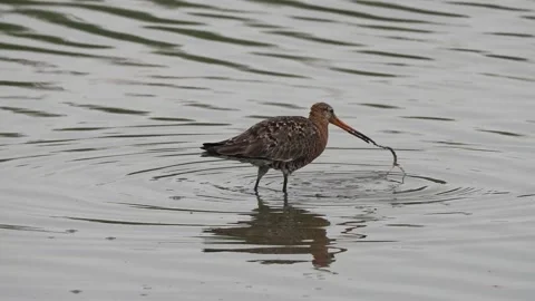 Black Tailed Godwit wading bird  Video stock 162473859