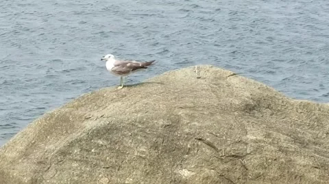Black-tailed gull Stock Footage 41321207