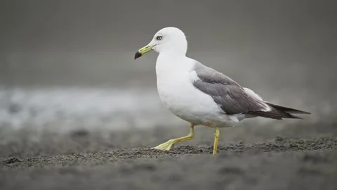 A Black  tailed Gull foraging Stock-Footage 342023804