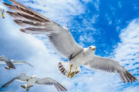 Black-Tailed Gull Stock Photos