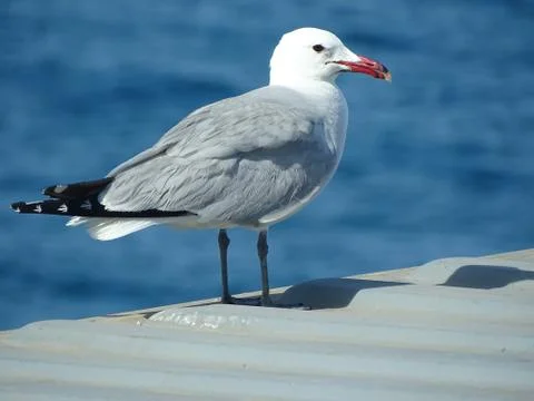Black-tailed Gull resting on a cargo container Stock Photos