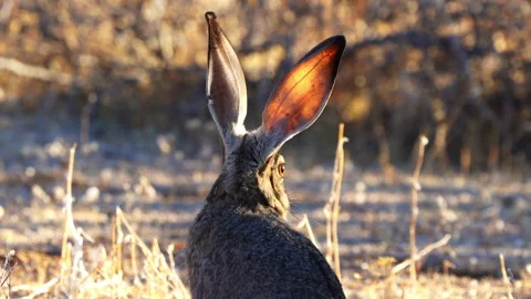 Black-tailed Jackrabbit Hopping and Moving Ears, 4k Stock Footage 149015920