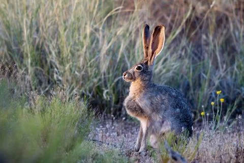 Black-tailed jackrabbit Stock Photos