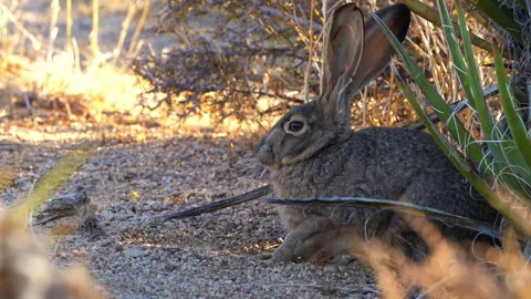 Black-tailed Jackrabbit Resting in the Desert Shade, 4k Stock Footage 149015848