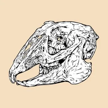 Black tailed jackrabbit skull head vector illustration Stock Illustration