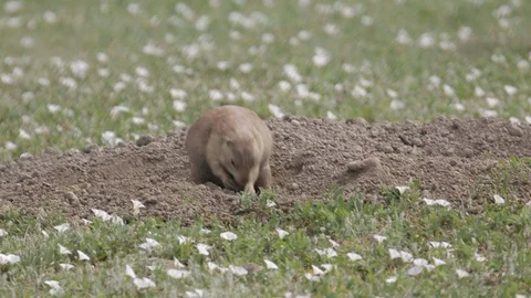 Black Tailed Prairie Dog Digging up Food to Eat Stock Footage 121481699