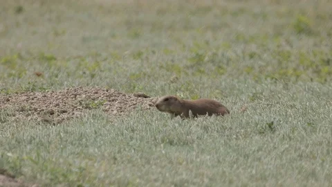 Black Tailed Prairie Dog Digging Through Grass for Food Stock Footage 121481706