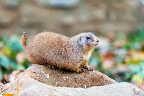 Black-tailed prairie dog Foto stock