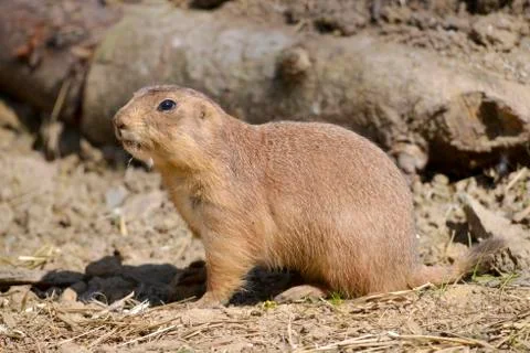 Black-tailed Prairie Dog Stock Photos