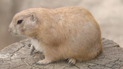 Black-tailed Prairie Dog Scratching Itch While Sitting On Tree Stump. Stock Footage 276218056