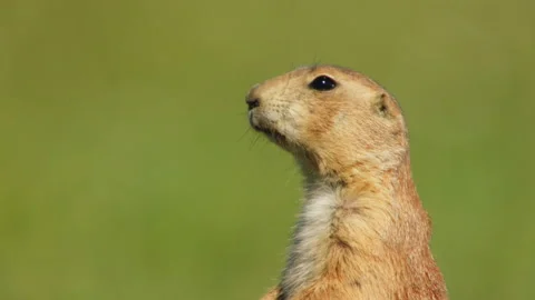 Black tailed prairie dog while eating 스톡 동영상 139001581