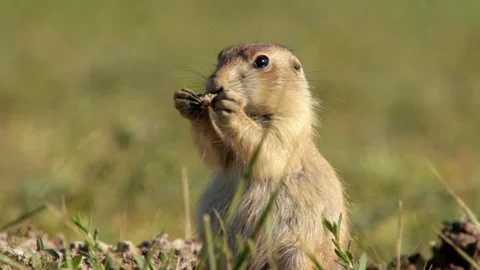 Black tailed prairie dog while eating Vidéo 139002923