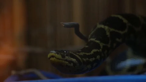 Black tailed python in terrarium (Python molurus) Stock-Footage 99616062