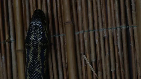 Black tailed python in terrarium (Python molurus) snake on bamboo Stock-Footage 99616075
