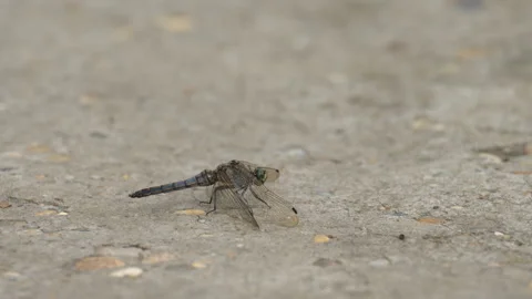 A black tailed skimmer resting on the ground Stock Footage 257065969