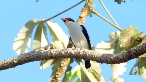 Black-tailed Tityra, perched Cotinga bird in rainforest, wild, Stock Footage 278457857