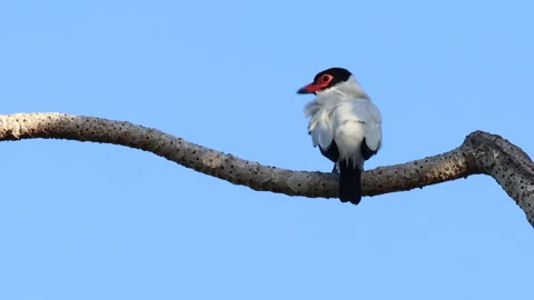 Black-tailed Tityra, preening with open wing, Cotinga bird in rainforest, wild, Stock Footage 278366625