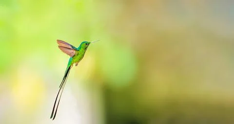 Black tailed trainbearer Stock Photos