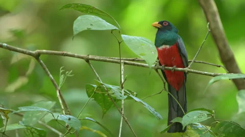 The black-tailed trogon (Trogon melanurus). Stock Footage 190546151
