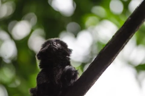 Black Tamarin Monkey Stock Photos